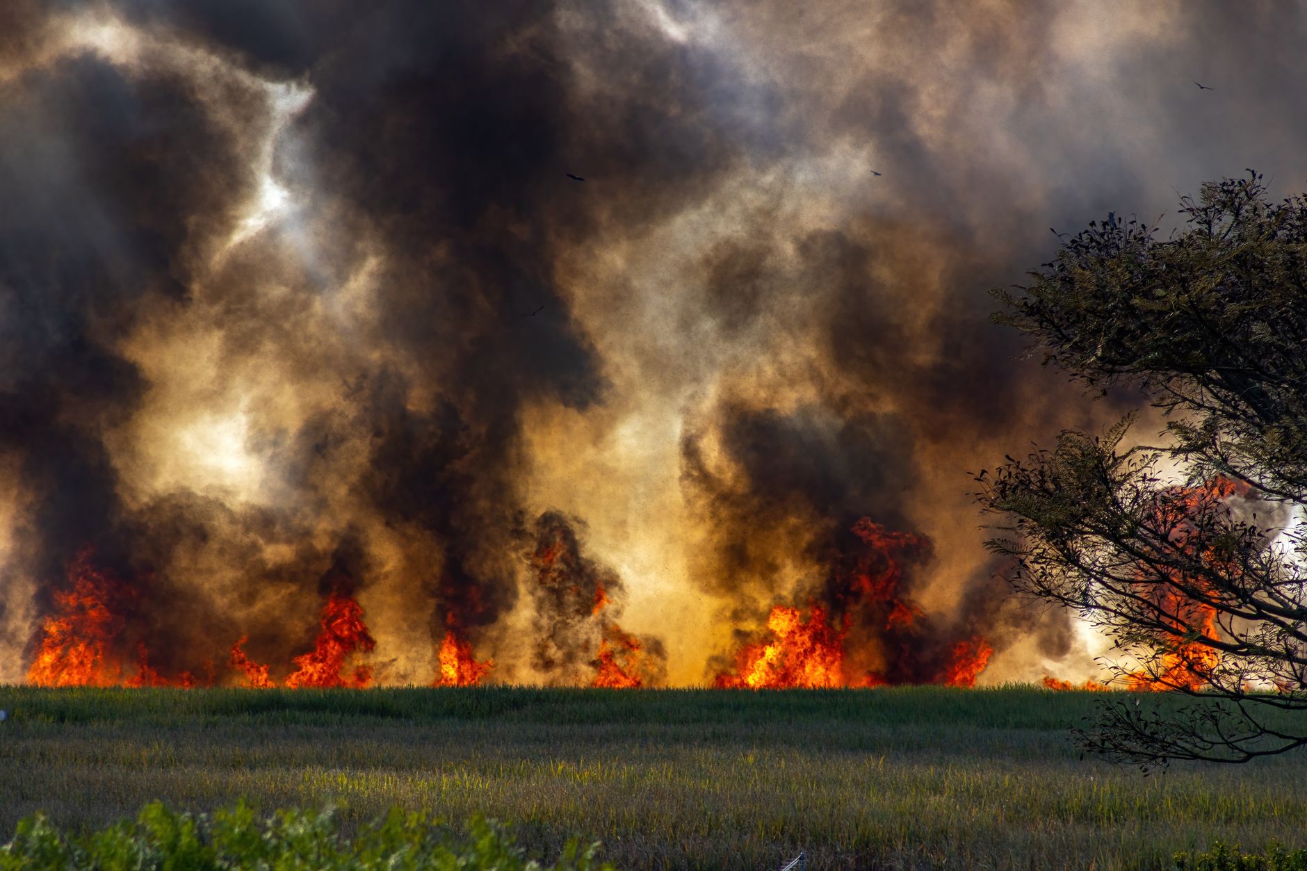 Intense wildfire engulfing rural landscape with thick smoke and bright flames.