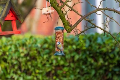 A Blue Tit perched on a bird feeder with a lush garden backdrop.