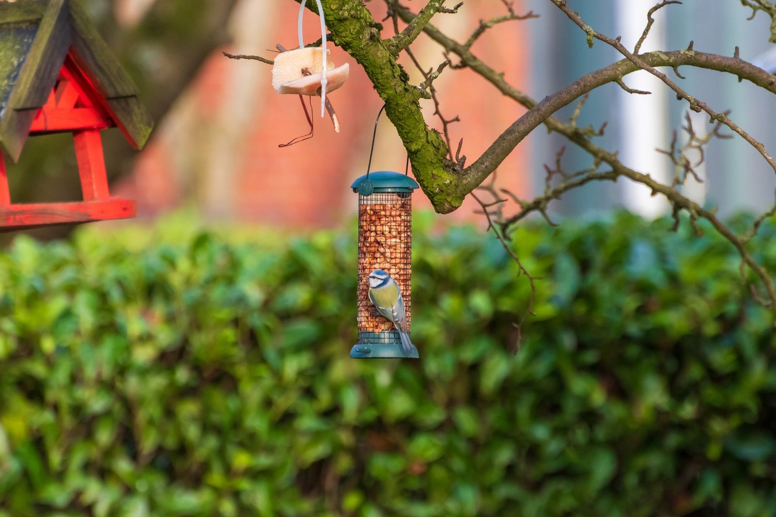 A Blue Tit perched on a bird feeder with a lush garden backdrop.