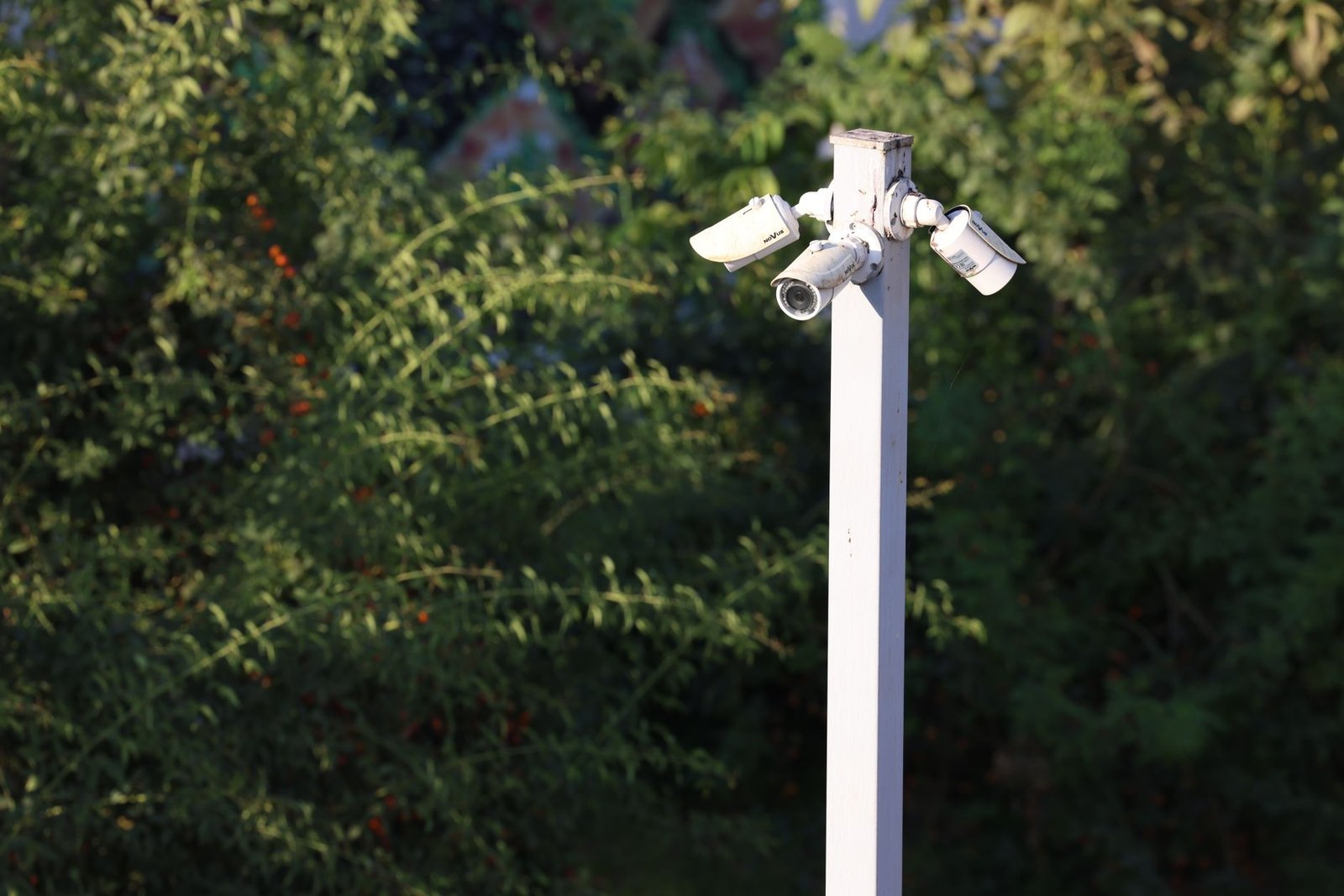 Cluster of surveillance cameras mounted outdoors amidst green foliage for public safety.