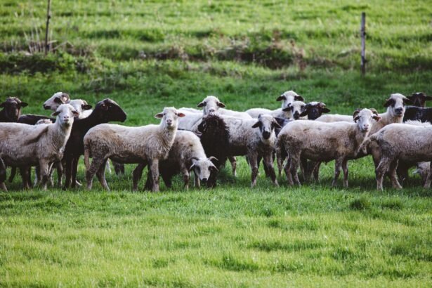 A peaceful flock of sheep grazing in a vibrant green pasture in daylight.