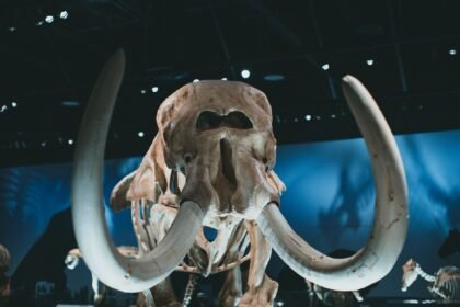 Discover an impressive woolly mammoth skeleton on display in a museum setting, emphasizing its grandeur.