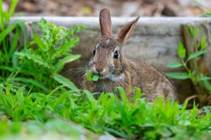Close-up of a wild brown rabbit nibbling on grass in a garden in Canonsburg, PA.