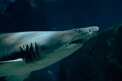 Dramatic close-up of a sand tiger shark swimming gracefully underwater, showcasing its sharp teeth.