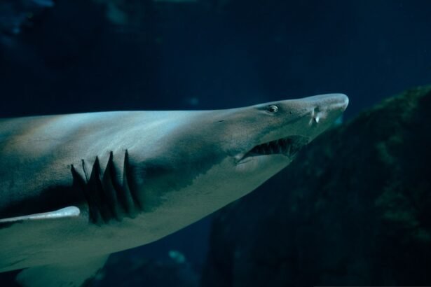 Dramatic close-up of a sand tiger shark swimming gracefully underwater, showcasing its sharp teeth.