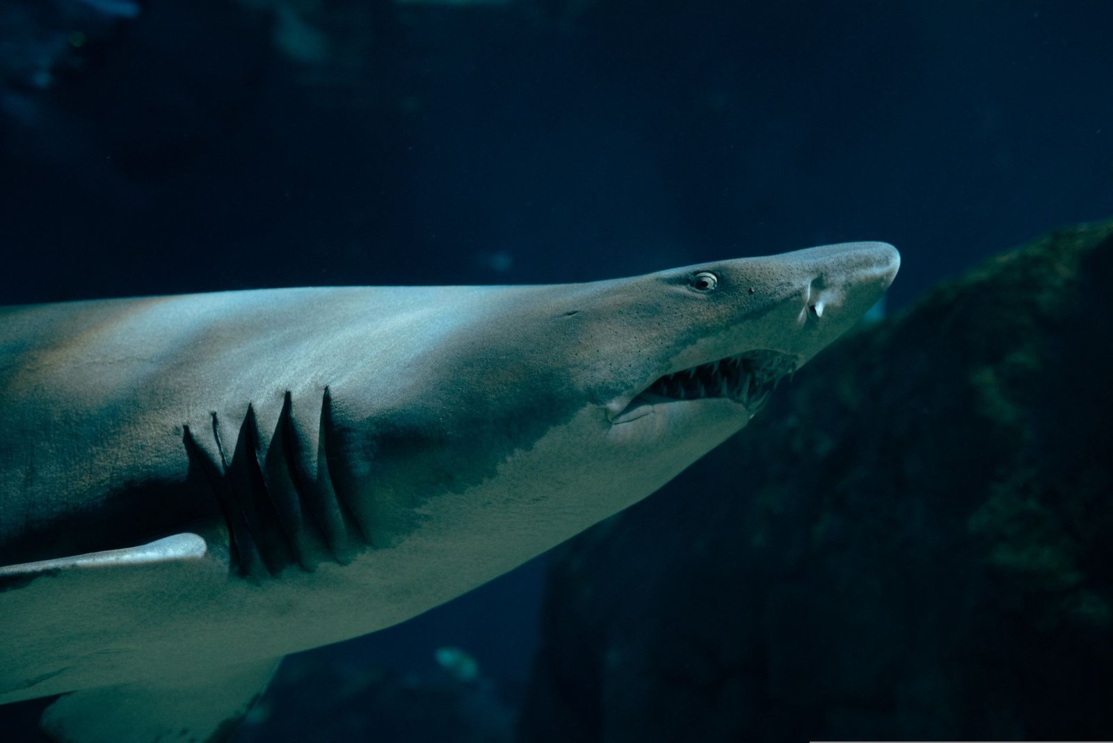 Dramatic close-up of a sand tiger shark swimming gracefully underwater, showcasing its sharp teeth.