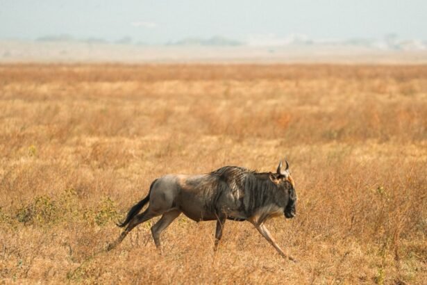 A lone wildebeest roams the vast savanna of Tanzania, capturing the essence of African wildlife.
