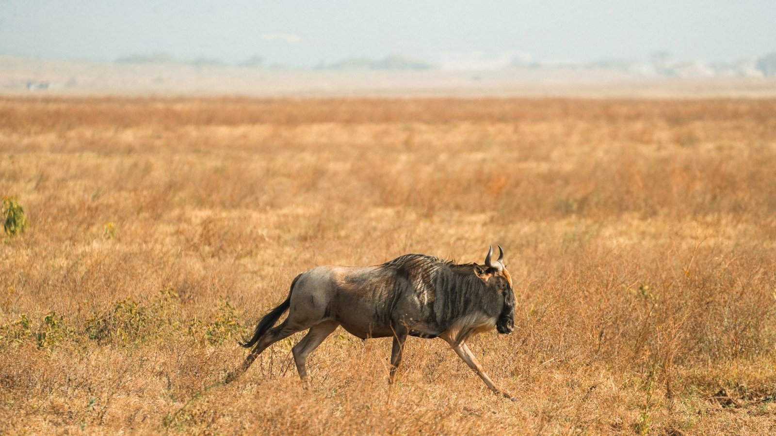 A lone wildebeest roams the vast savanna of Tanzania, capturing the essence of African wildlife.