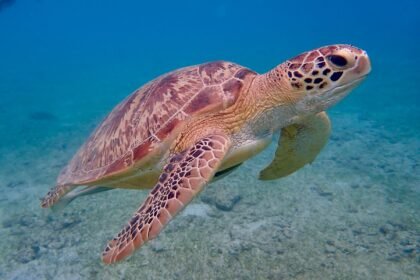 Close-up of a sea turtle gliding gracefully underwater, showcasing its intricate shell and natural habitat.