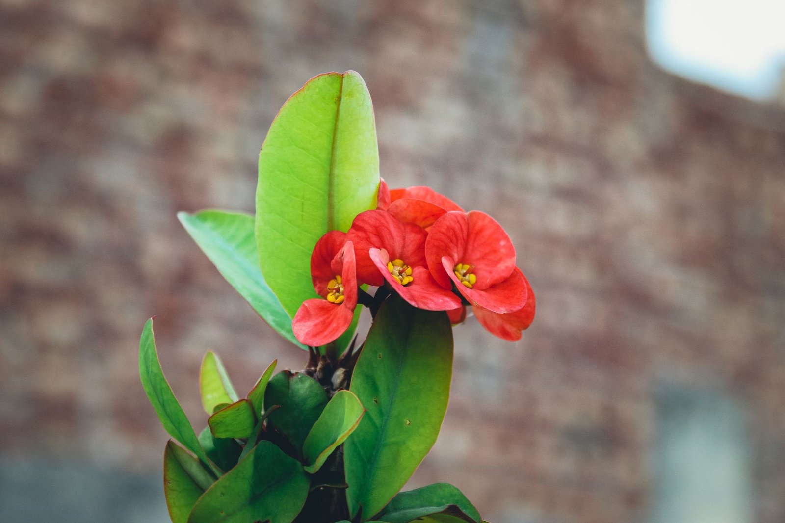 Vibrant red blossoms of Euphorbia milii with lush green leaves, captured in natural light.