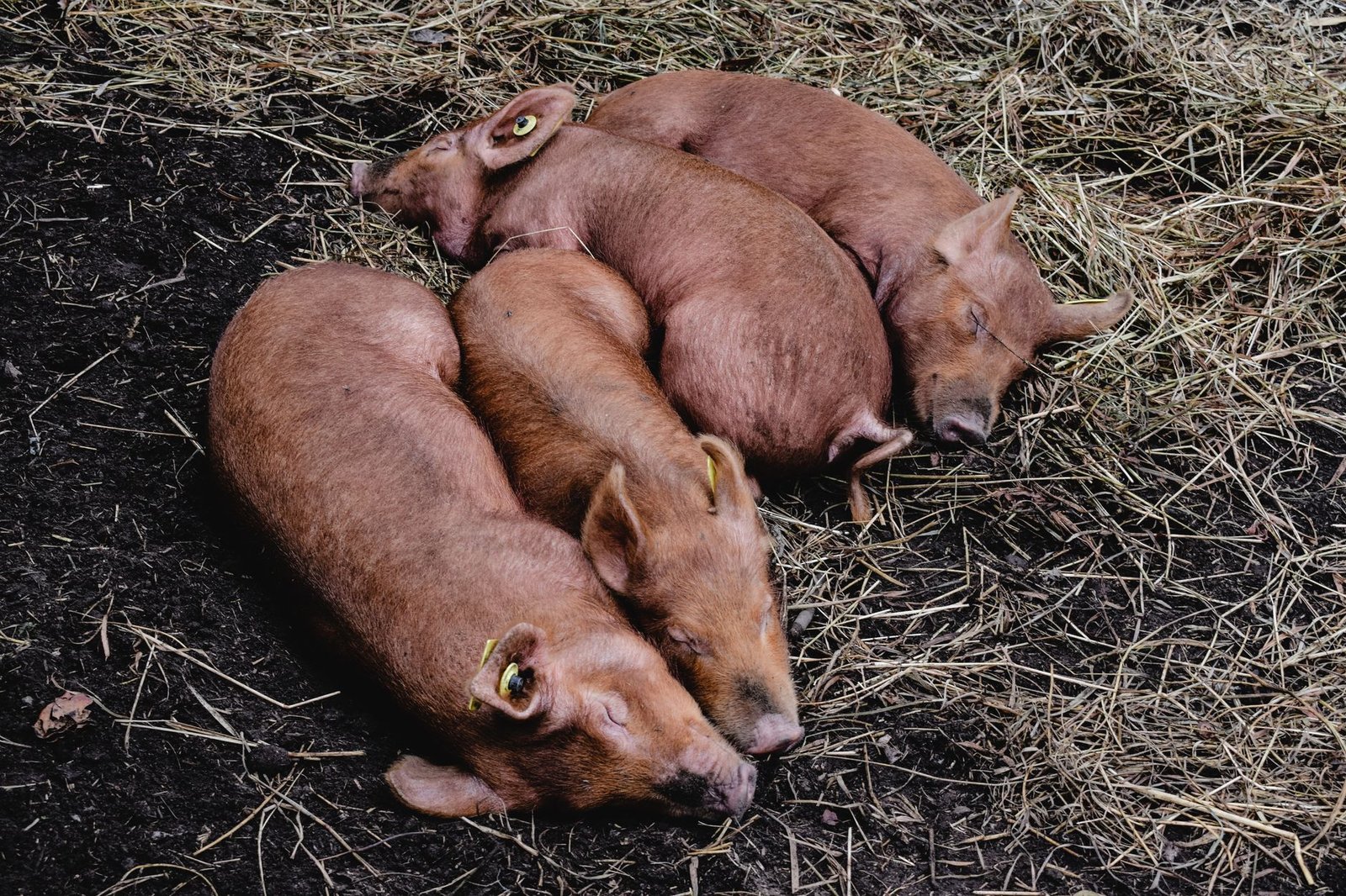 A peaceful scene of red wattle hogs sleeping on straw in a farm setting.