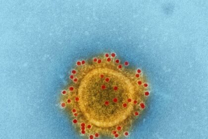 High-resolution image of coronavirus particle under electron microscope.
