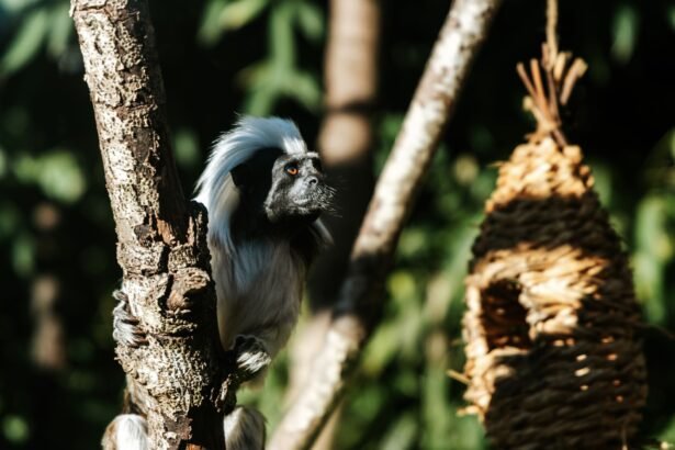 A cotton-top tamarin monkey clings to a tree, surrounded by lush greenery in an outdoor setting.